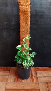 438K views · 4K reactions | Watch the stunning transformation of my N'Joy Pothos over 100 days in its new planter with added support. It's been an exciting journey of growth and greenery!  #NJoyPothos #PlantGrowth #GreenTransformation" | Flower lovers | Facebook