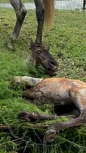 Baby horse takes a tumble