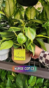 The CE you need, the career support you deserve. Nurse.com’s CE Membership has it all. Save 20% off with code KIRSTEN20. | Nurse.com