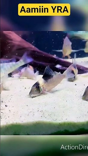 "Corydoras Fish"is genus of small freshwater fish is popular among aquarium#freshwaterfish