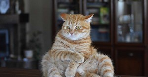 Pourquoi les chats ont-ils peur des concombres ?