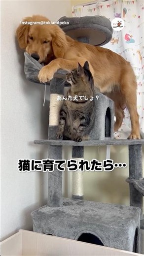 猫になりたいときもある｜PECO