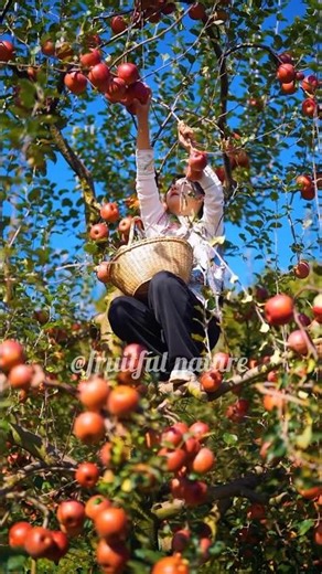 "A young girl climbing the apple tree 🍎🌳 Picking apples like a pro! #ApplePicking #GirlPower #Shorts