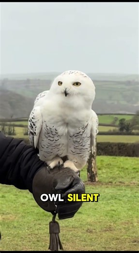 You Won’t Believe How Beautiful These Animals Are! #MostBeautifulAnimals#AnimalShorts #shorts