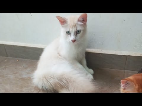 Time Machine Cats !!!! Longest Daily Cat's Story