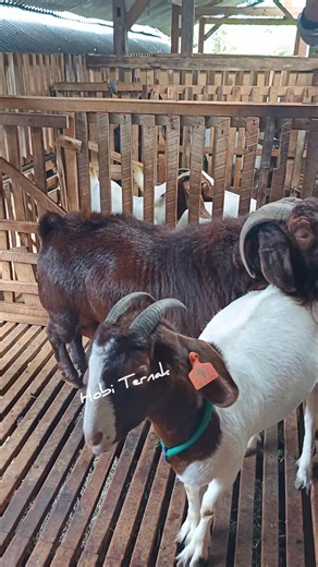 The initial stage of the goat breeding development process | Hobi Ternak