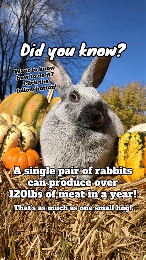 If you’re working with a small area, you can be just as productive when it comes to meat stock! 🥩 Choose animals that thrive in small environments and utilize less resources - like meat rabbits 🐰 Want to learn how? ⬇️ Follow for expert rabbit-raising tips and drop any questions in the comments! #homestead #farm #meatrabbits #rabbitry #selfsufficiency | Hayyy Farms