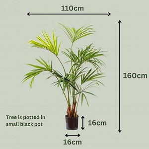 Artificial Kentia Palm Tree