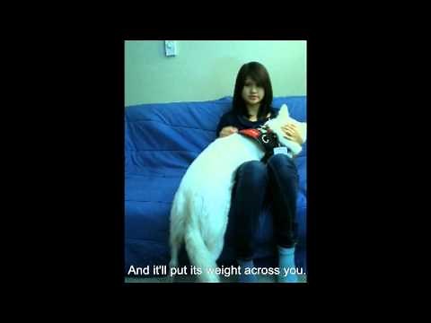 PTSD Psychiatric Service Dog: Trained Tasks Demonstration