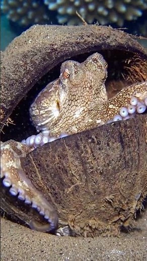 Coconut Octopus – The Intelligent Architect