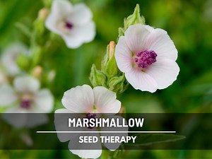 Marshmallow Seeds – Heirloom Culinary & Medicinal Herb, Perennial, Pollinator-friendly (althaea Officinalis) | 50 Seeds - Etsy