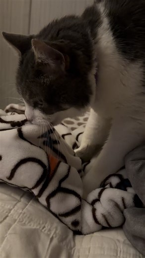 He’s working hard making biscuits. #cat #brotherscat #catsoftiktok | cats of tiktok