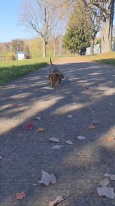 26K views · 962 reactions | Enjoying fall walks  | Norman The Wiener Dog | Facebook