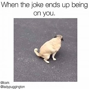 89K views · 75 reactions | Wait for it. This is epic. #poopranks #AprilFools Prankster instagram.com/ladypuggington/ | BARK | Facebook