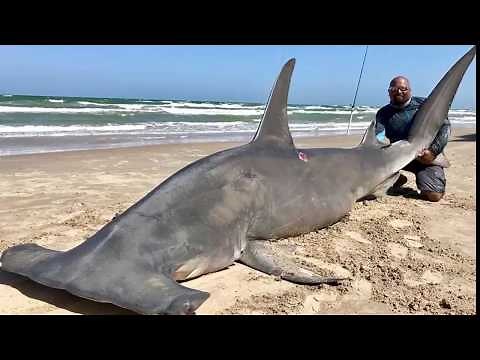 Fishermen Catch 14-foot-long Hammerhead Shark in Corpus Christi