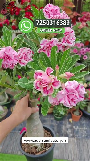 Buy Taiwan Imported Latest Adenium Variety online 🪴 #adenium #plants #flowers #garden