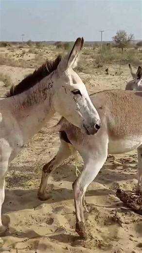 Natural Donkey Meeting#DonkeyBreeding #DonkeyMating #AnimalBreeding #Donkey #Livestock #FarmAnimals