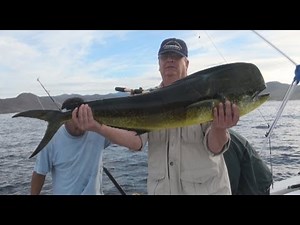 DORADO MAHI-MAHI DOLPHINFISH
