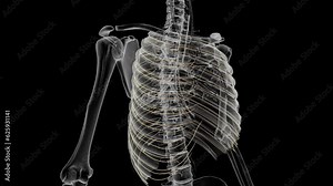 The intercostal nerves are part of the somatic nervous system, aiding in the contraction of muscles and the return of sensory information from the skin and parietal pleura Stock Video