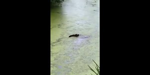La maman canard joue à cache-cache avec ses enfants.