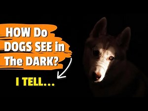 ¿HOW do dogs SEE in the DARK? 🐶🌒 Your Dog's Night Vision