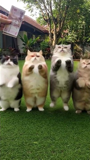 When cats see money 💸🐱😂
