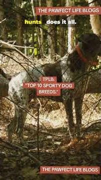 "TOP 10 SPORTY DOG BREED" #TOP10SPORTYDOGBREED #thepawfectlifeblogs #povdogs #unitedstates