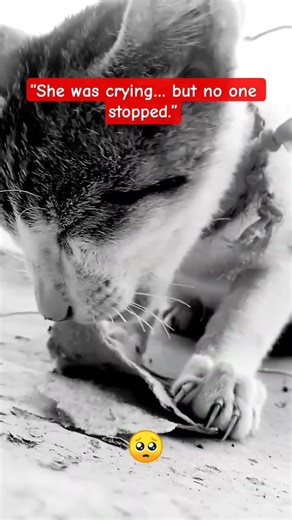 This Cat Was Crying for Help… What Happened Next Is Heartbreaking 💔🐱