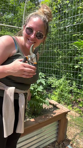Now is the time to prune your tomatoes. Here are some simple tips to help increase this years yeild. Happy growing! #tomatoes #pruningtomatoes #garden #gardening #pruningshears #tomatoplants #plants #simpleliving #homestead #growyourownfood #hillsidehomesteader #raisedgardenbeds