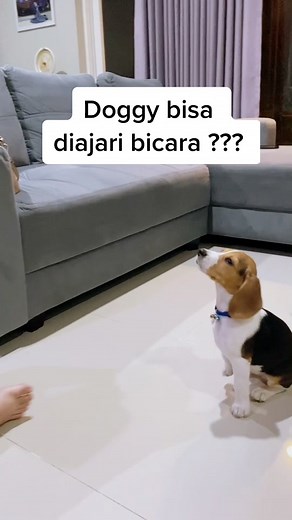 He can speak “Uwauuu!!” 🐶 #Lokythebeagle #beaglepuppies #puppies #beagles #beagleoftiktok #tiktokbeagle #tiktokdog #dogtiktok #talkingdog #smartdog