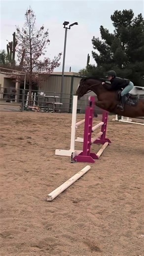 Mo the Amazing Show Jumper: Stunning Horse Performances