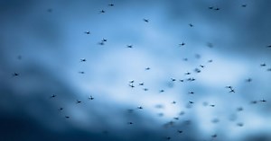 How Permethrin-Treated Clothing Repels Ticks, Mosquitoes, and Other Bugs