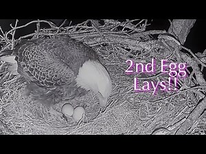 #2🦅🥚🎉🥚／SWFL Bald Eagle Nest 2025-2026／Powerd by Southwest Florida Eagle Cam