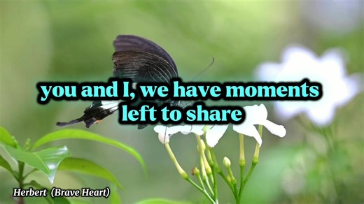Martin Nievera & Regine Velasquez Alcasid (Forever) Lyrics #lyrics #lyricsmusic #songlyrics #musiclyrics #song #music #martinnievera #RegineVelasquezAlcasid #forever #duet #viralmusic #trendingmusic #reelsfacebook #reelsmusic #followersシ゚ #butterflies #butterfly #butterflyphoto #butterflyphotography #flowers #flowersphoto #flowersbeauty #flowersphotography #nature #naturelovers #naturephotography #herbert #herbertbraveheart #hightlight #fypシ゚ | Herbert