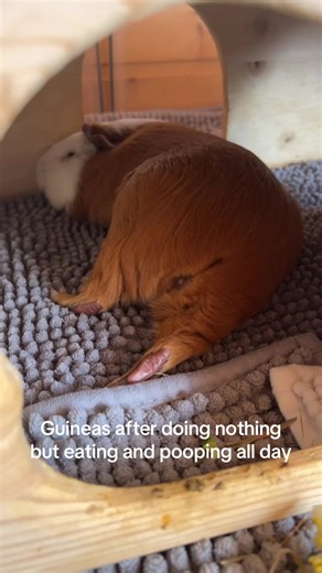 Life of a Guinea Pig: Eating and Relaxing Daily