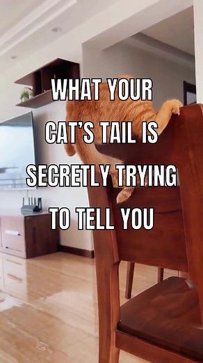 Decoding Your Cat's Tail Language: What It's Trying to Tell You