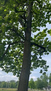 Factoid Friday! Late spring at Historic Sotterley - the fragrance of the peonies has dissipated, and the roses are just starting to bloom. The white blossoms from the Catalpa trees blanket the grounds around the historic core. Planted during the Satterlee era of Sotterley, the Catalpas have become fixtures of our site, and can be found at other historic sites including Colonial Williamsburg and Jefferson's Monticello. Visitors often stop to admire and comment on the beauty of these grandiose tre