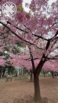 Sakura in Full Bloom 🌸 Rinshi no Mori Park, Shinagawa #travel #sakura