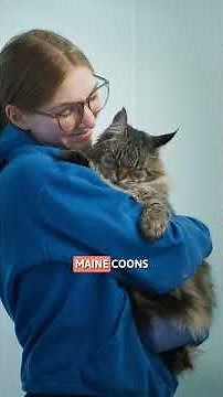 5 Interesting Facts about the MAINE COON 😻