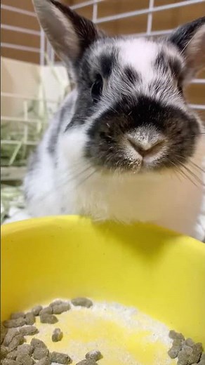 【ごはんタイム】正面から見たうさぎのもぐもぐ可愛すぎた🐰💕#うさぎ #rabbit #bunny #pets #cute