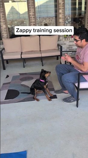 Meet Zappy a Rottweiler currently available for adoption! 4/3/2025 8:30:32 AM