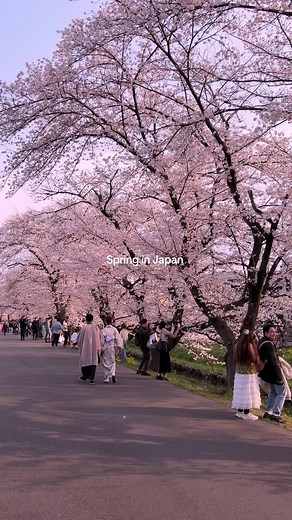 Spring Days in Japan 🌸