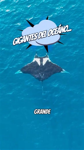 La MANTARRAYA gigante: viajera colosal del mar 🌊 #divulgacioncientifica #biologia #mantarraya