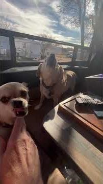 They’ve been all over me for duck duck treats! I gave in!