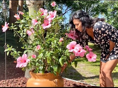 Growing Hibiscus plants and making its tea