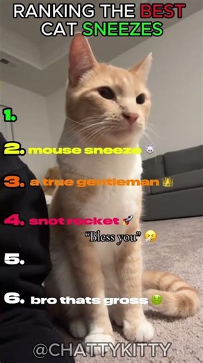 funny cat sneezes ranked! 😂🐱 #catshorts #cat #funny
