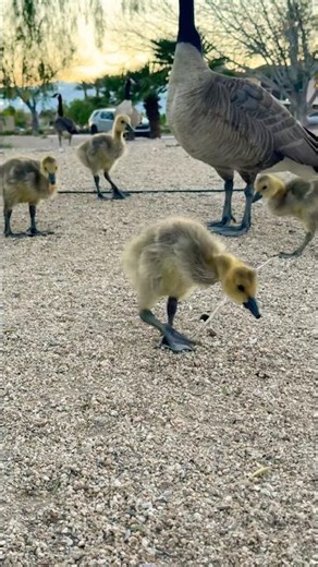 Baby goslings at the park! 🐣 #subscribe #goose #wildlife #park #fyp