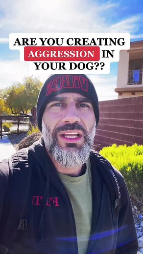 #dogaggression #aggressivedog #aggression #dogrehabilitation #dogs #preydrive #dogtraining