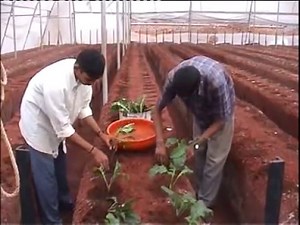 GREENHOUSE CULTIVATION IN INDIA