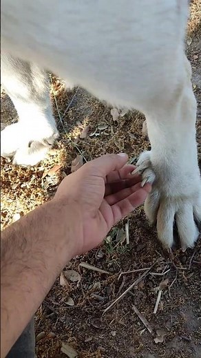 Double Dewclaw Mastiff